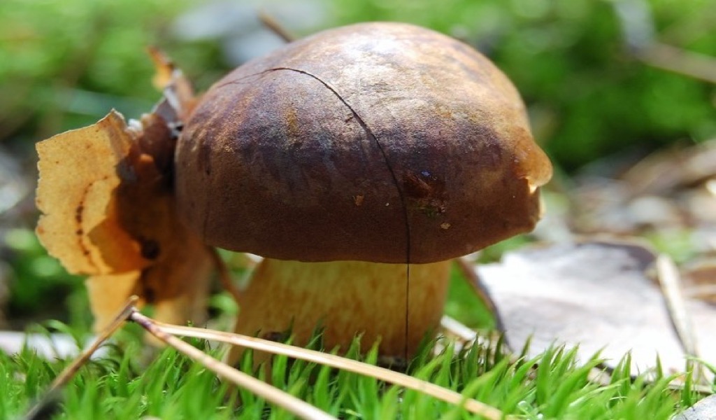 Grzybobranie<br> Lubrza (okoliczne lasy) Image